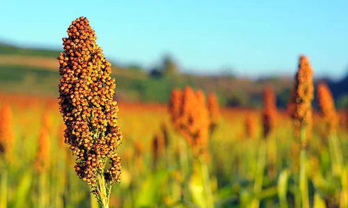 Sorghum